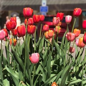 Meet your Posher, Ayla